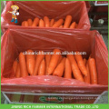 2016 nueva zanahoria fresca china del cultivo caliente para la venta